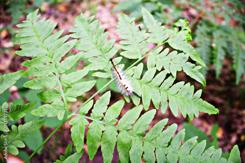 Overhead View of White-Marked Tussock Moth Poisonous Fuzzy Caterpillar on Fern Leaf photo