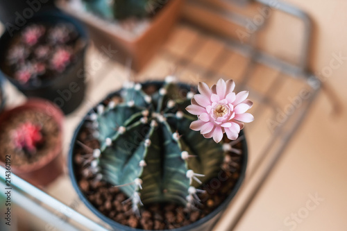 Pink flower of Gymnocalycium cactus 