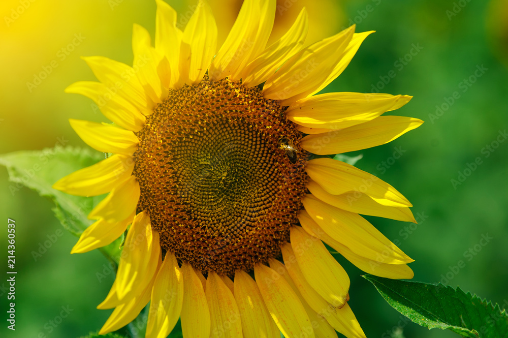 The sunflower on the field under summer sun The sunflower on the field under summer sun