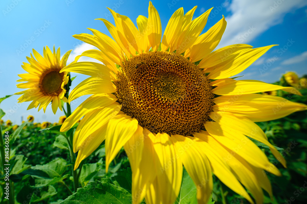The sunflower on the field under summer sun The sunflower on the field under summer sun