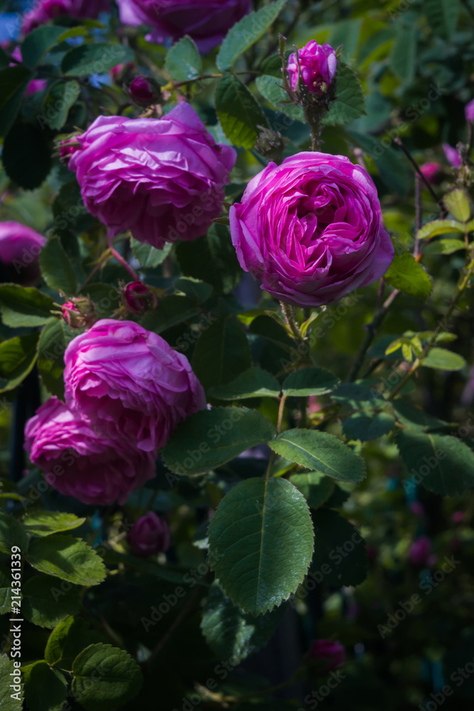 Pink climbing roses