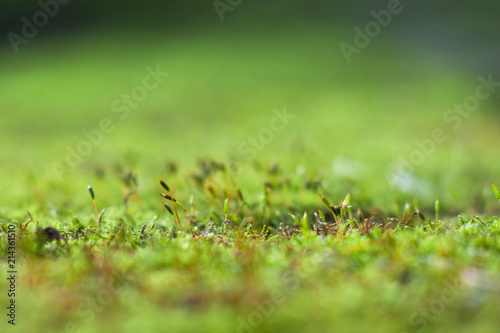 Close-up of green moss. © alekleks