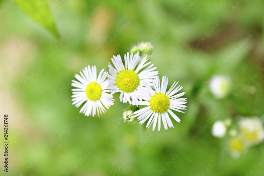 Close Up of Three White Aster Wildflower Blossoms Against Soft Green Background Close Up of Three White Aster Wildflower Blossoms Against Soft Green Background
