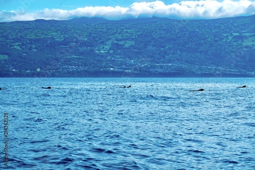 The volcanic coast of Pico Island,Azores, with a pod of pilot whales.