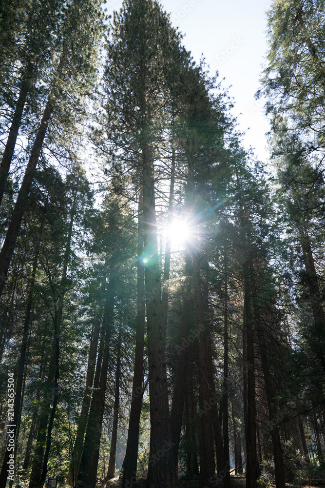 through the trees through the trees