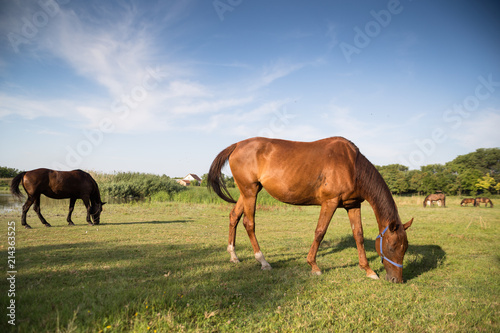 Horses grazing on the meadow at animal shelter.