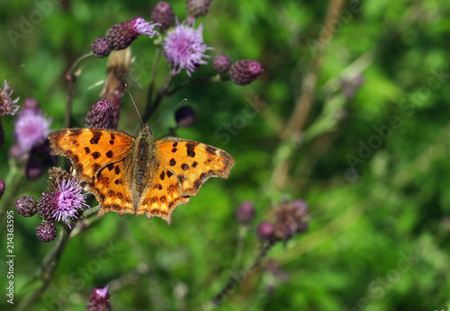 C-Falter auf Distel
