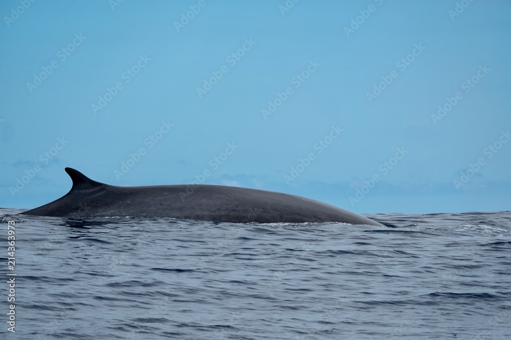 Naklejka premium A fin whale looking sleek and beautiful as it surfaces near Pico Island in the Azores 