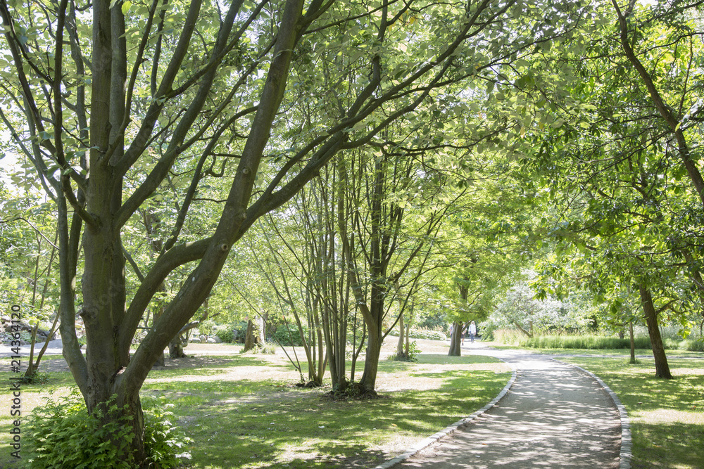 Fototapeta premium Footpath in Botanical Garden; Copenhagen