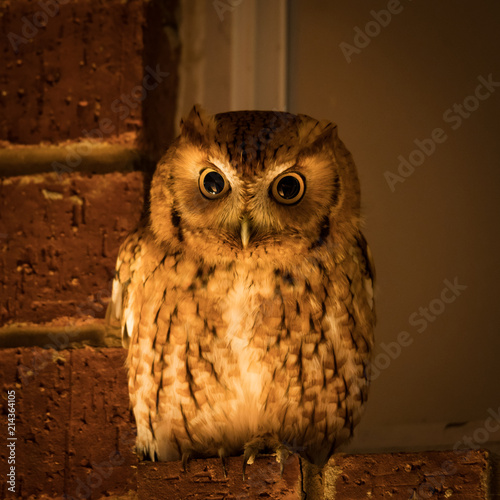owl