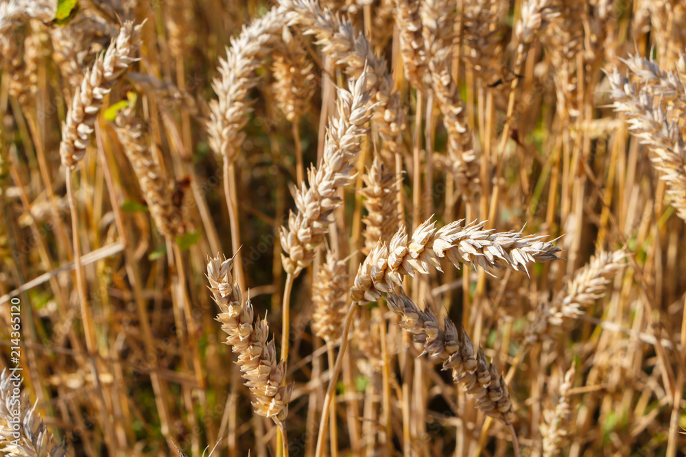 Fototapeta premium Orge dans un champ