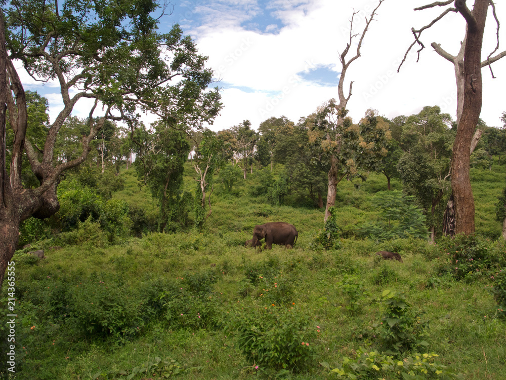 Wilder Elefant in Mudulamai Tiger Reserve, National Park, Tamil Nadu, Indien, Asien Wilder Elefant in Mudulamai Tiger Reserve, National Park, Tamil Nadu, Indien, Asien