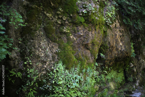Close-Up View of a Mossy Mountain Side Cliff