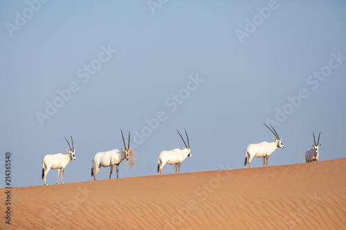 Photos Endangered arabian oryx in desert landscape.