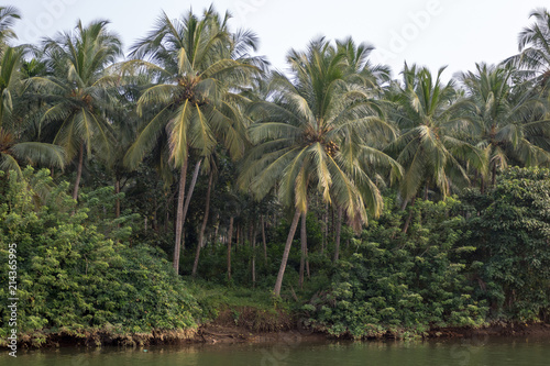 Coconut palms growing by a riverside in Kerala, Southern India