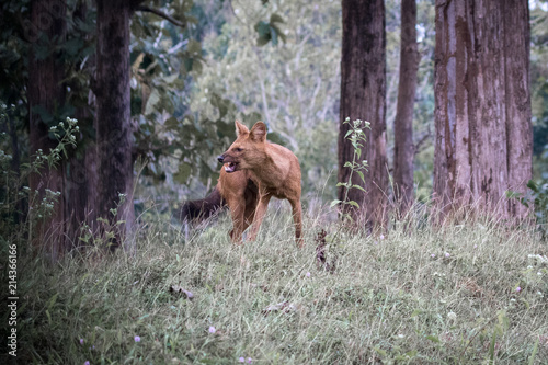 Photography Wild dog