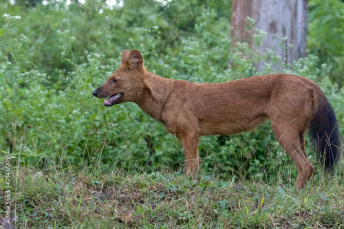 Photography Wild dog