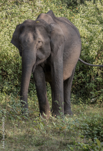 Asian elephant