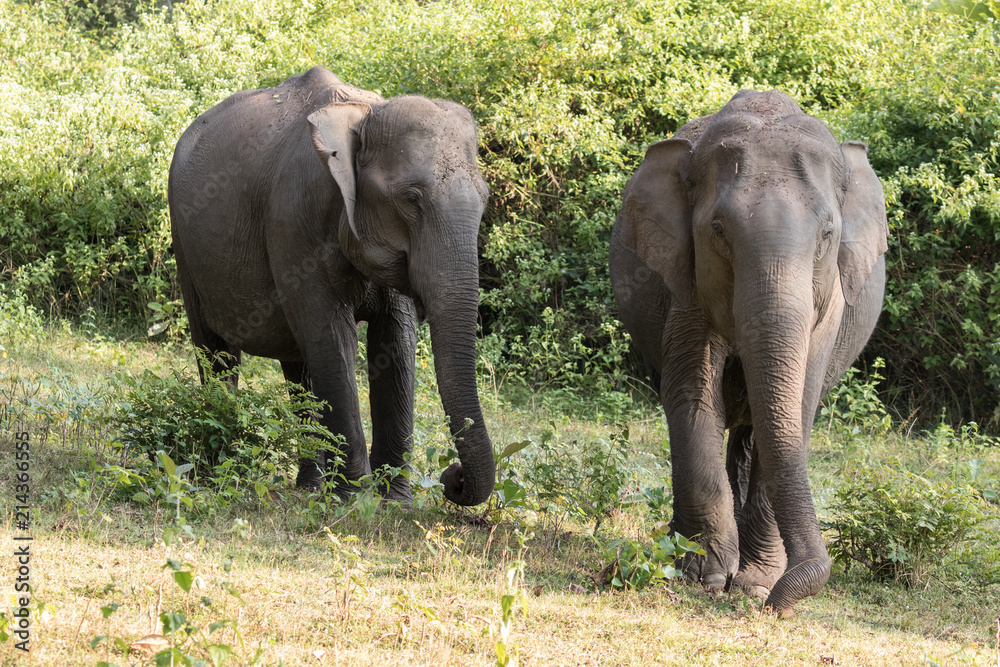 Fototapeta premium Asian elephant