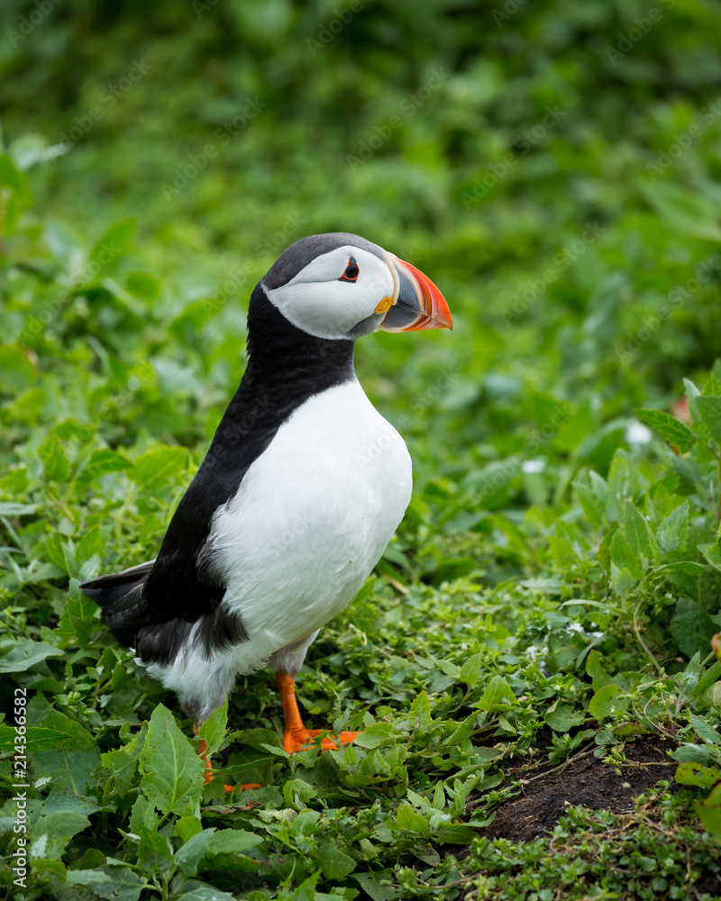 Fototapeta premium Puffin at nesting site on the Farne Islands, Northumberland, England, UK.