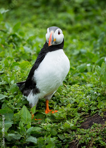 Puffin at nesting site on the Farne Islands, Northumberland, England, UK. © coxy58