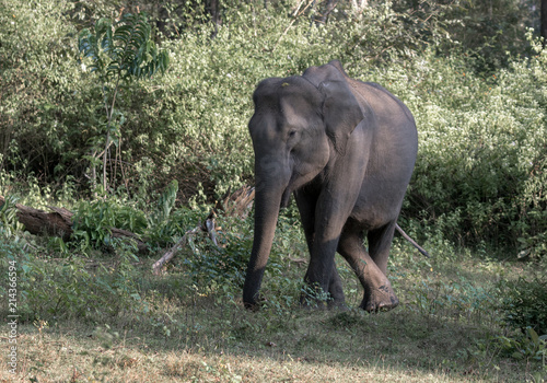 Asian elephant