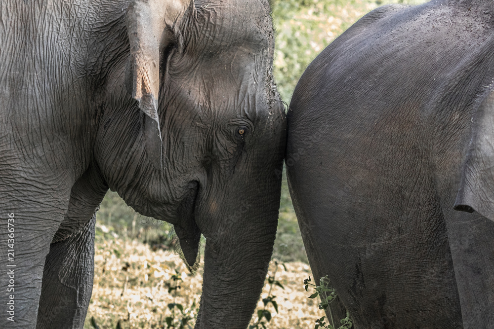 Fototapeta premium Asian elephant