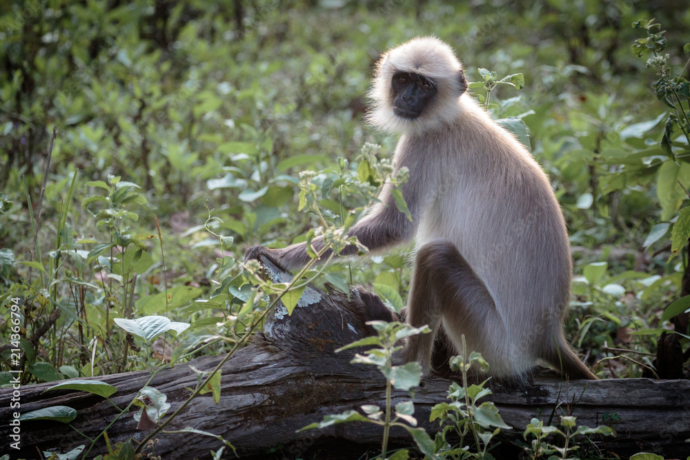 Obraz premium Langur monkey portrait