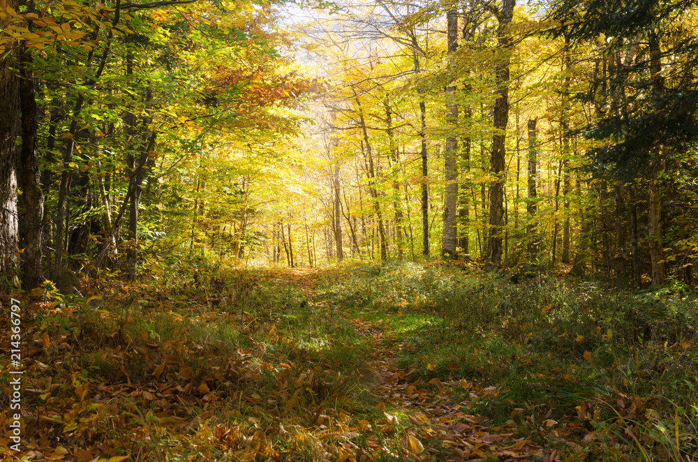 Obraz premium Deserted Forest Trail on a Sunny Autumn Day. Concept of Exploration and Adventure.