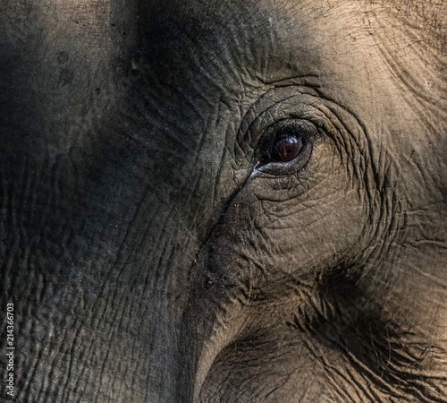 Asian elephant