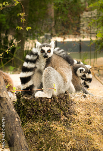 cute funny little lemurs playing with each other © szmuli
