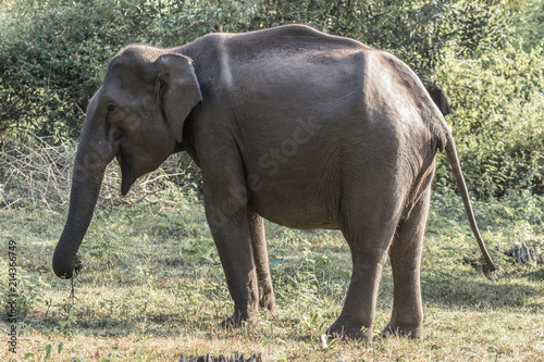 Asian elephant © fotogenix