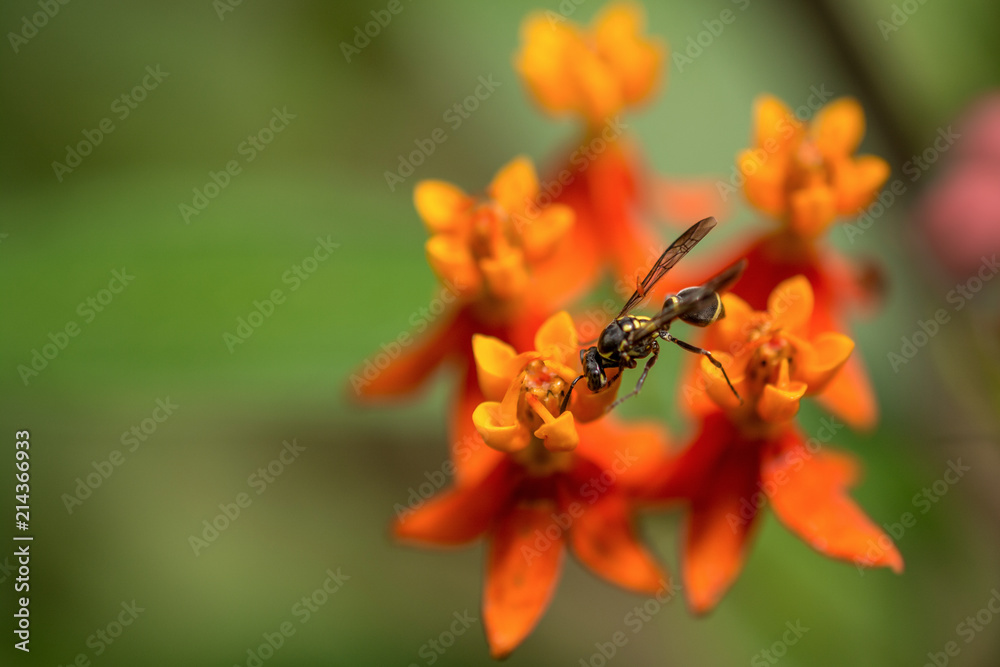 Wasp on orange flower Wasp on orange flower