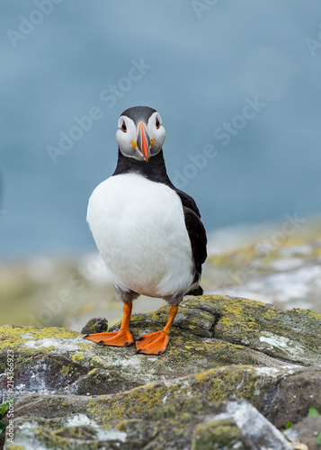 Puffin, sea bird, on rocks at the Farne Islands, Northumberland, England, UK.