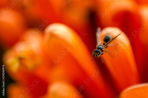 Wasp on orange flower © mayursher