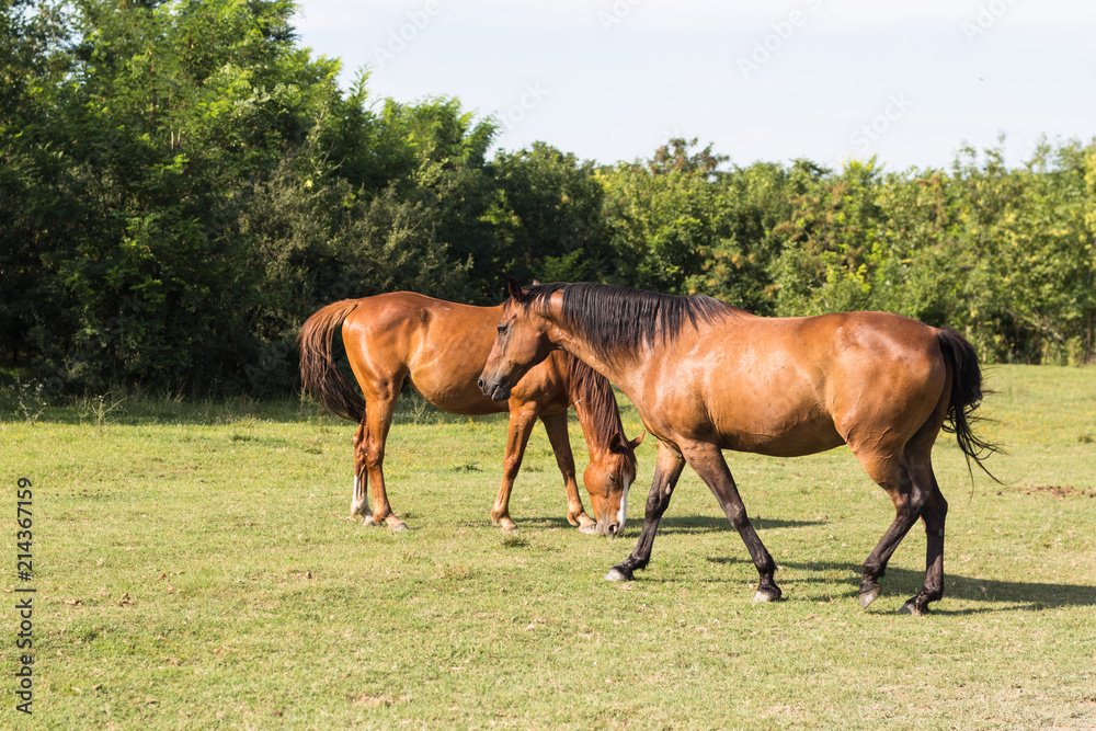 Two horses on the meadow at animal shelter surrounded by trees.