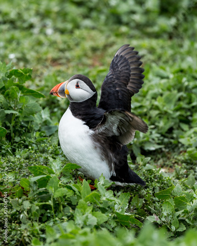 Puffin at nesting site on the Farne Islands, Northumberland, England, UK.