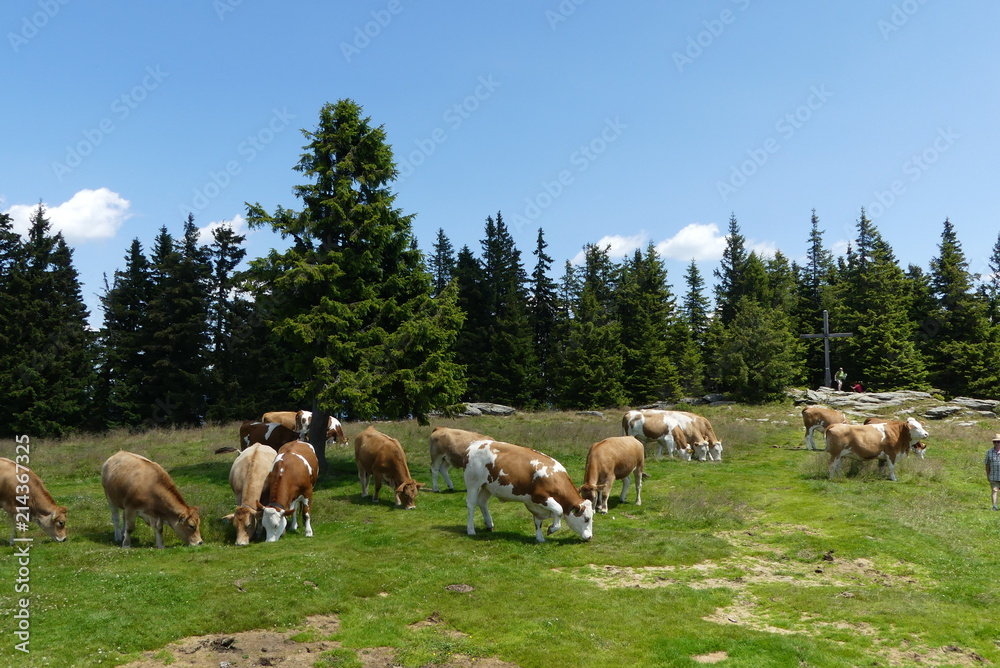 Kühe auf der Alm