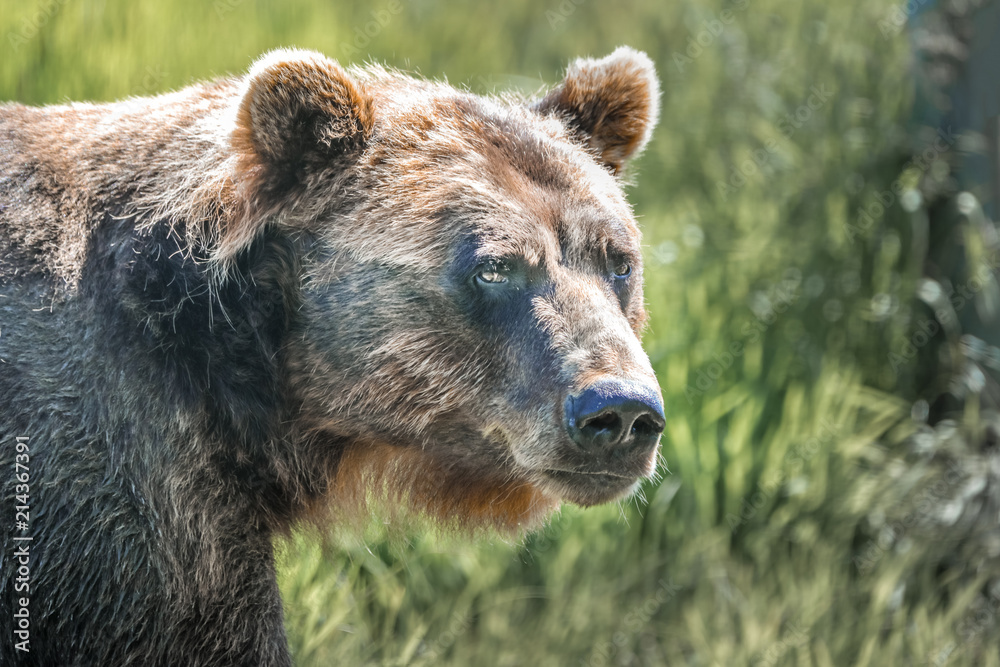 Obraz premium Grizzly bear in the alaskan wilderness