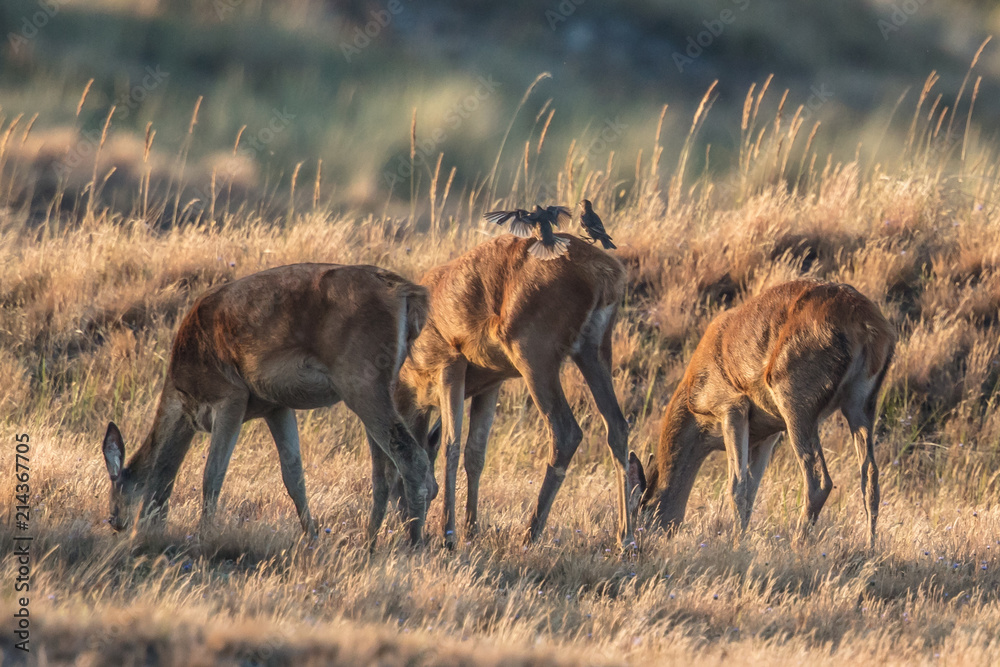 Fototapeta premium Rotwild am meer