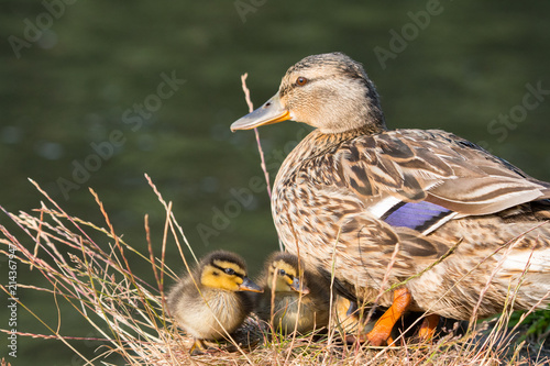 Cute duck chicks