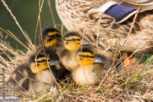 Cute duck chicks