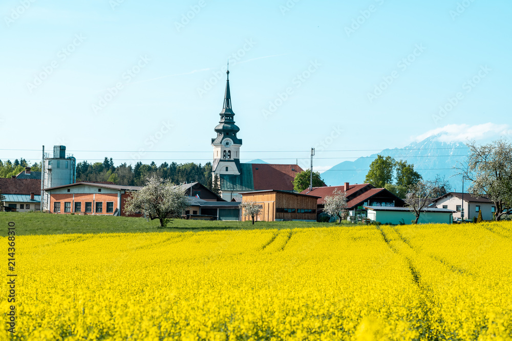 Beautiful blooming of rapeseed field at Kamnik, Slovenia