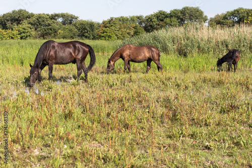 Horses enjoing in the lake  drinking water and eating grass  at snimal shelter.