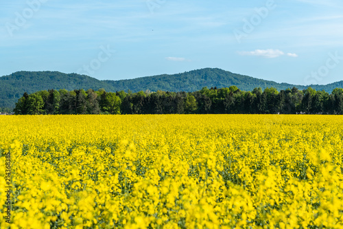Beautiful blooming of rapeseed field at Kamnik, Slovenia © 9mot