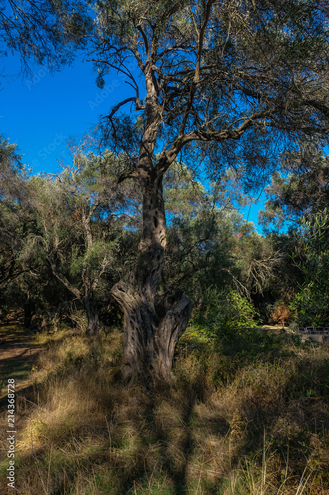 Im märchenhaften Olivenhain auf Korfu