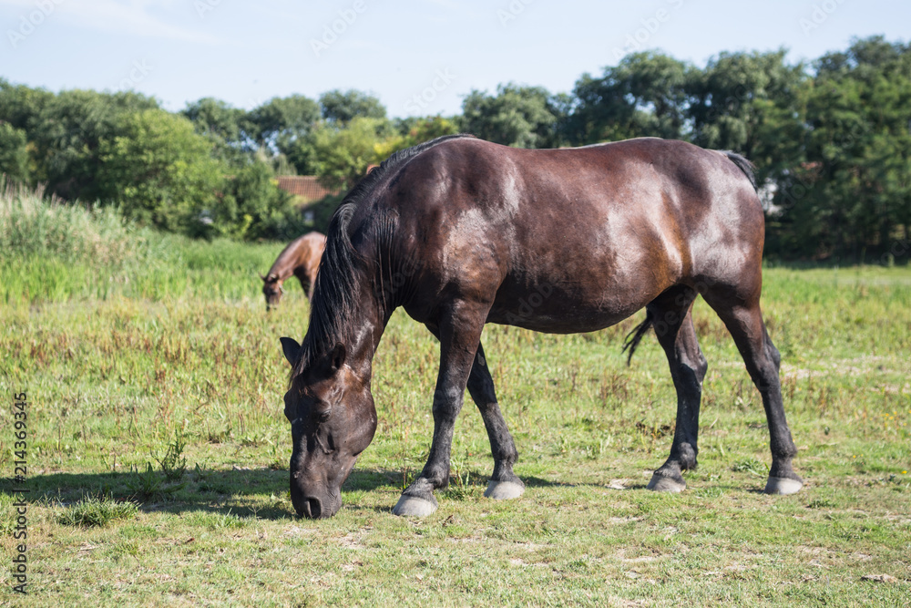 Horses grazing on the meadow at animal shelter.