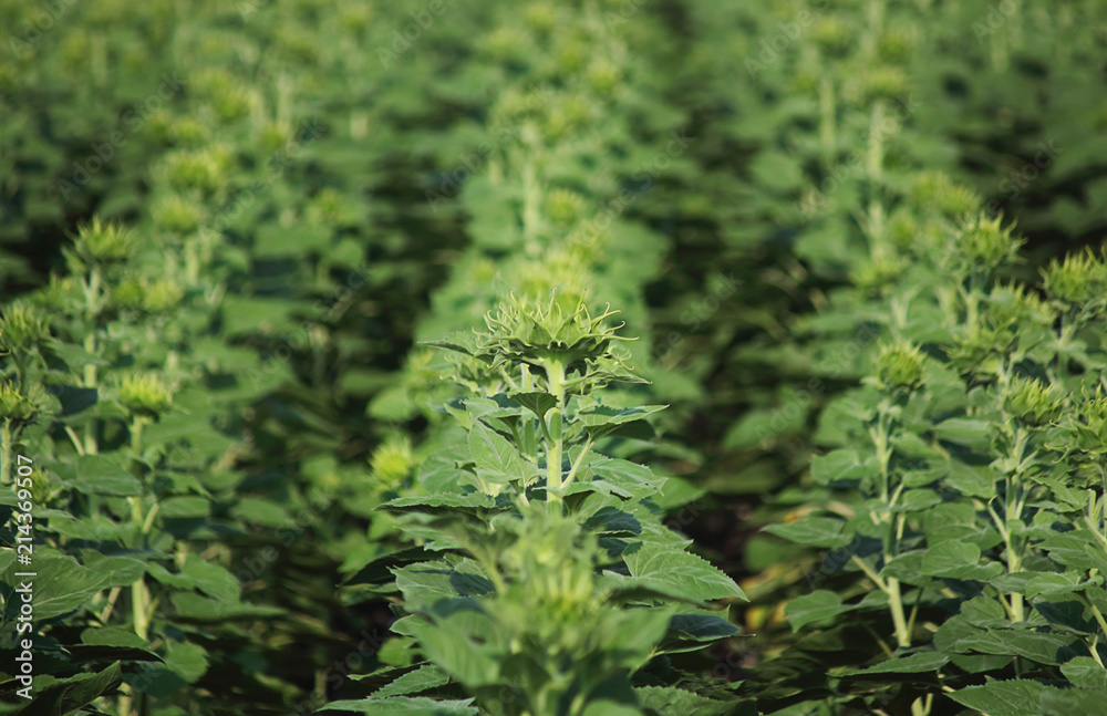 Young sunflower plants in the field. A young bud of sunflower. The concept of a rich harvest. Agricultural background, selective focus, side view, copy space. Young sunflower plants in the field. A young bud of sunflower. The concept of a rich harvest. Agricultural background, selective focus, side view, copy space.