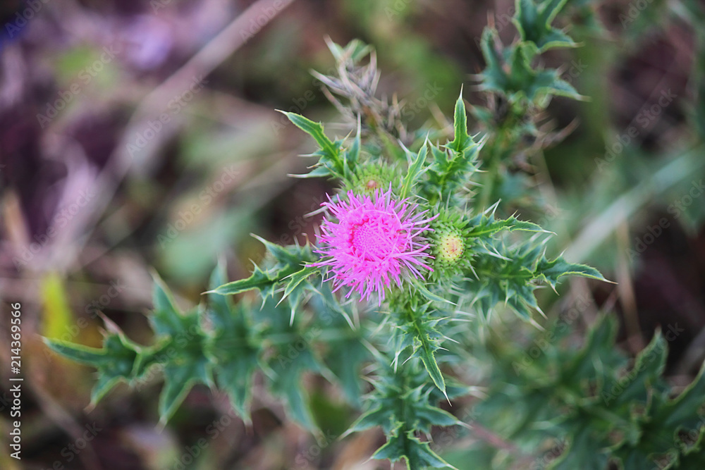 Thistle (Latin Carduus) or Silybum marianum (Latin Silybum marianum). Herbaceous plant, used in medicine. Symbol of Scotland. The plant is rich in minerals and vitamin K. Selective focus, copy space Thistle (Latin Carduus) or Silybum marianum (Latin Silybum marianum). Herbaceous plant, used in medicine. Symbol of Scotland. The plant is rich in minerals and vitamin K. Selective focus, copy space