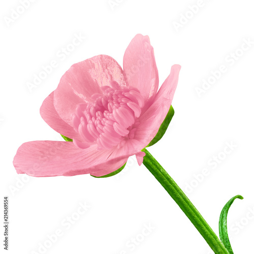 wild flower pink buttercup  isolated on a white  background. Close-up. Element of design. Flower bud on a green stem.